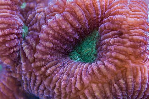 Fantastic World Of Fluorescent Corals On Behance