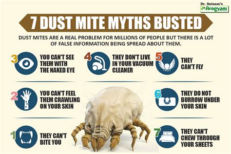 Dust Allergy Dust Mite Allergy Dust Mites Asthma Attacks