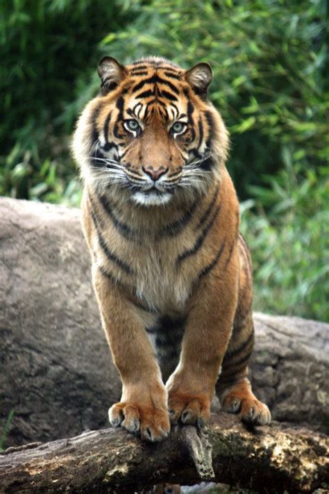 ☀sumatran Tigerby Sabbie89 I Have Loved Tigers Since I Was A Youth