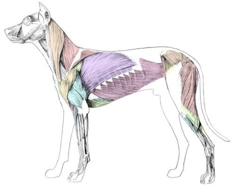 Media in category dog leg bones. Picture of Dog Skeleton Diagram | Dogs | Pinterest | Dog Skeleton, Skeletons and Dogs