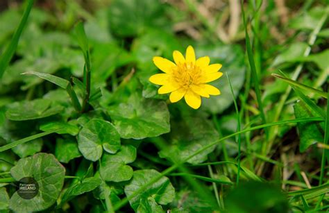 Lesser Celandine A Yellow Flower With Green Heart Shaped Leaves