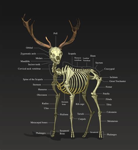 Diagram of a male upper leg. Deer Skeleton 3/4 by khekian on DeviantArt