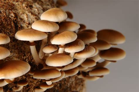 Honey Mushrooms In Mushrooms Farm Grow Together In Groups Stock Photo