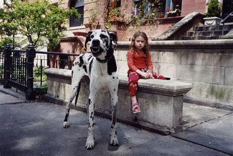 40 Amazing Pictures Of Great Dane Dane Dog Great Dane Dogs Great Dane