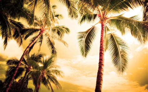 壁紙 ハワイ、暑い夏には、ヤシの木 2560x1600 Hd 無料のデスクトップの背景 画像