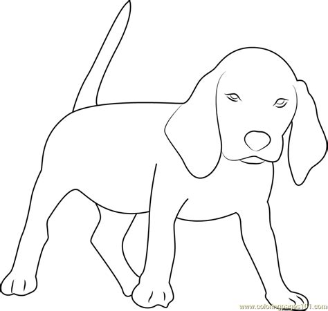 Beagle Coloring Page Free Dog Coloring Pages