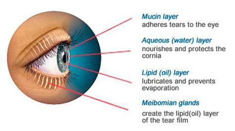 Vision Optique Layers Of The Tear Film