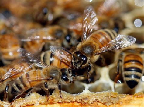 Decline In Honey Bee Population ‘unsustainable Experts Say Wwti