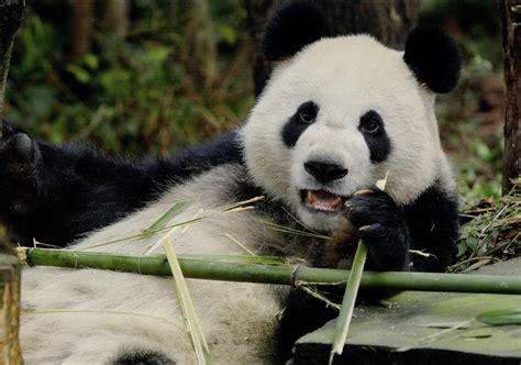 Postcard Interchange 明信片交流站 Panda Cards From Singapore Zooriver Safari