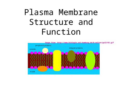 Ppt Plasma Membrane Structure And Function Image From Dokumentips