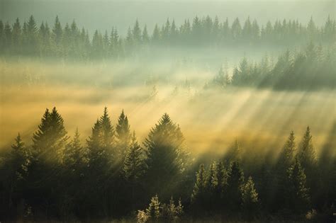 Light Magic Magical Light And Sun Rays Above The Foggy Forest
