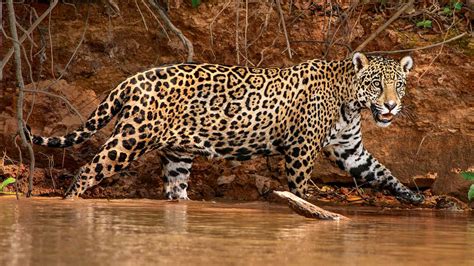 Cat Animal Jaguar The Best Animal Wallpapers