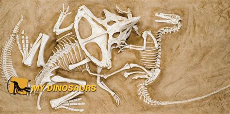 5 Most Impressive Dinosaur Fossils Ever Discovered My Dinosaurs