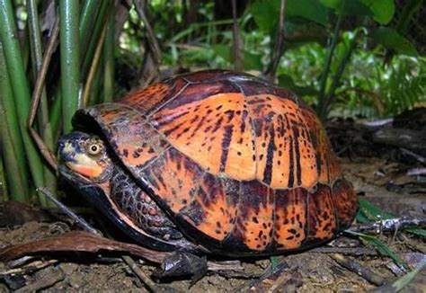 Indochinese Box Turtle Alchetron The Free Social Encyclopedia