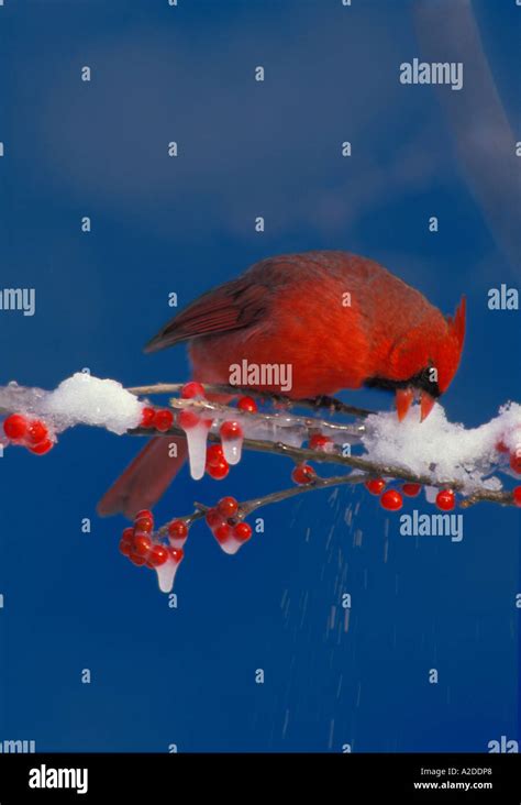 Male Northern Cardinal Causes Snow To Fly As He Pecks At Holly Berry