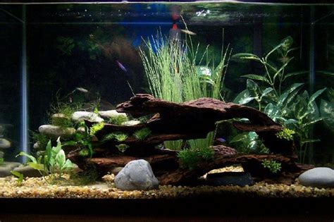 Here's a complete guide that will help you to setup up your very own tropical fish. Supra400hptt's Freshwater Tanks Details and Photos - Photo ...