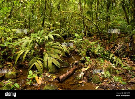 Floor Of Tropical Rainforest At Tenorio Volcano National Park Costa