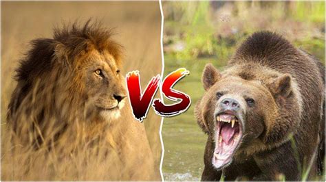 Animal Comparison African Lion Vs Grizzly Bear Winning Facts For