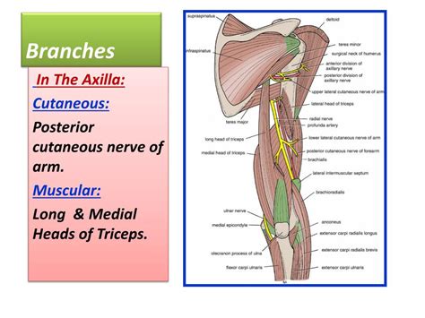 Ppt Radial And Ulnar Nerves Powerpoint Presentation Free Download Id