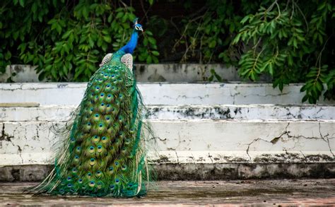 Domesticated peacocks can be fed with poultry grains bird fruit mix game bird pellets cat food lettuce celery leaves bananas carrot tops insects etc. What do Peacocks Eat in the Wild and as Pets?