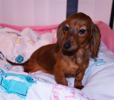 All our mini dachshund puppies for sale come with the following. Miniature Dachshund Puppies For Sale | Kinston, NC #292246
