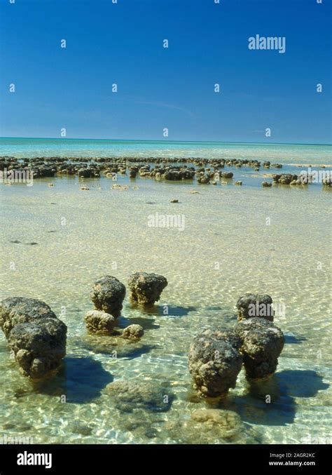 Stromatolite Shark Bay Australia Hi Res Stock Photography And Images
