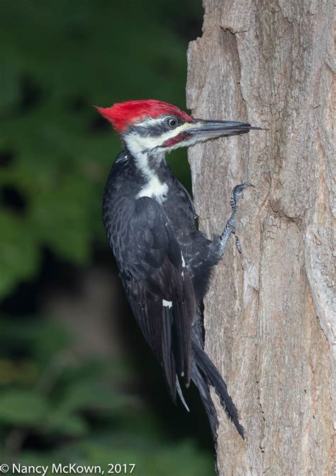 Photographing a Pileated Woodpecker and Boosting Exposure in Post 