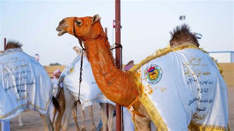 Ajman Ruler Visits Uae Camel Beauty Contest Arabian Business