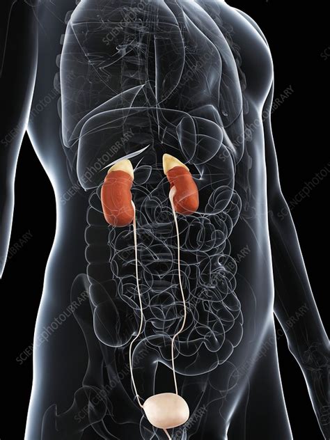 Male Urinary System Artwork Stock Image F Science Photo