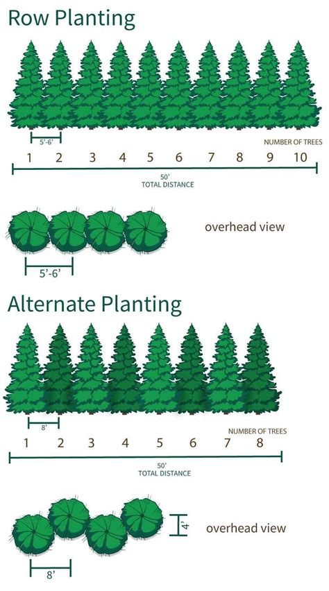 Emerald Green Arborvitae Size Chart