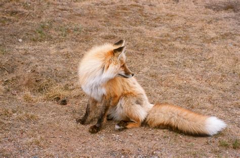 Red Fox Government Of Yukon