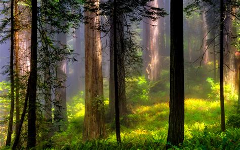 Misty Forest Hd Wallpaper Background Image 1920x1200