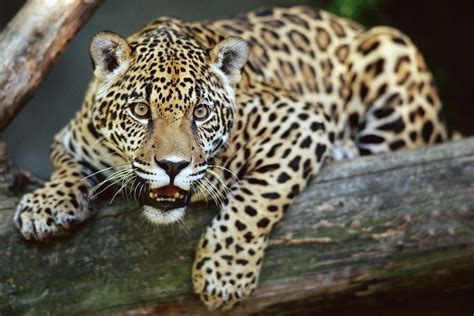 Jaguar Panthera Onca Portrait Of Young Photograph By Gerry Ellis Pixels