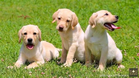 Comprar Cachorro Labrador Perros Dogking