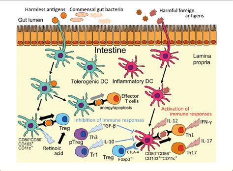 Intestinal Immunity And The Mechanisms Of Oral Tolerance Intestinal