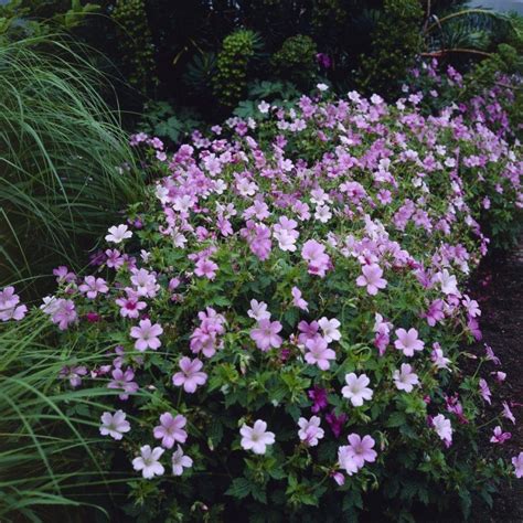 Geranium × Oxonianum Wargrave Pink