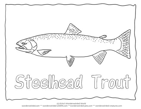Steelhead Trout Coloring Pagetrout Pictures And Outlines For Fish
