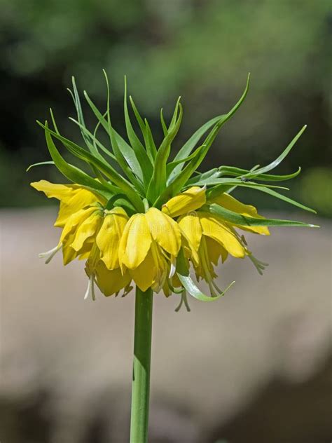 Close Up Of Yellow Flower Of Imperial Crown Fritillaria Imperialis