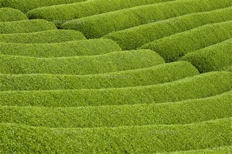Rows Of Green Tea Bushes Growing On The Makinohara Tea Plantations In