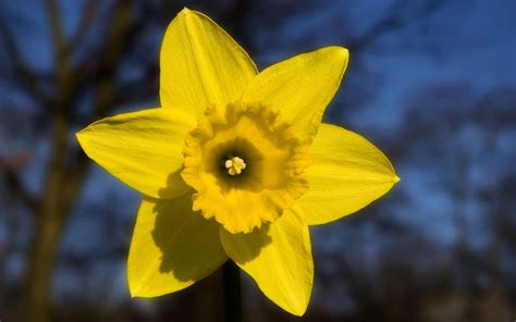 Yellow Daffodil Flower Wallpaper Nature And Landscape