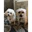Maltipoo Puppies For Sale  New Orleans LA 258373