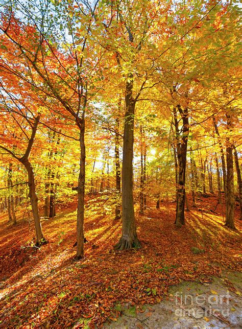 Sunlight Through Breathtaking Autumn Leaves Photograph By James Brey