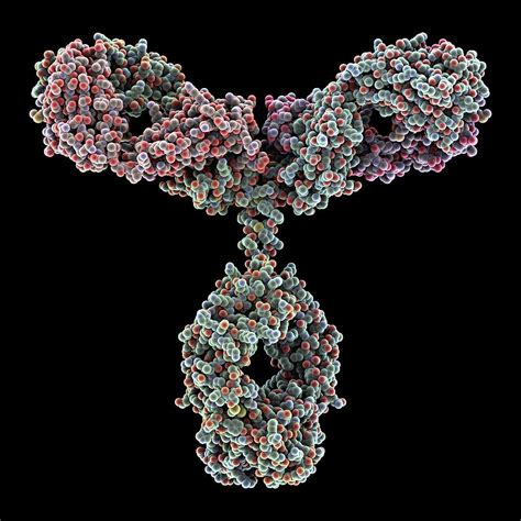 Immunoglobulin G Antibody Molecule Photograph By Alfred Pasieka Science