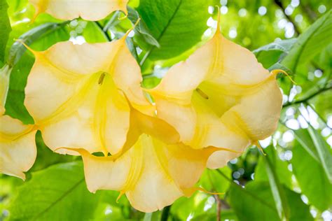 How To Grow And Care For Brugmansia Angels Trumpet