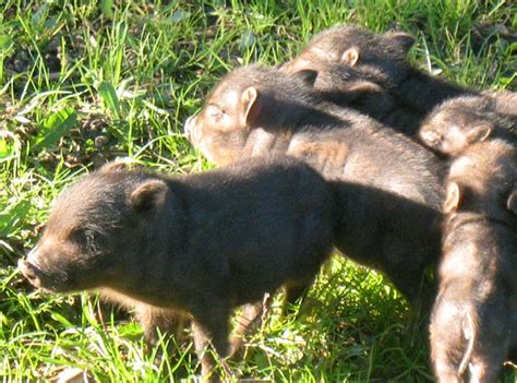 Prezzo:90 € comune:borghi (fc) tipo:altro trattasi di maialino nano americano il cui peso, da adulto, oscilla tra i 18 e i 30 kg a seconda del sesso, e della. Il MAIALINO NANO vietnamita, intelligente e socievole