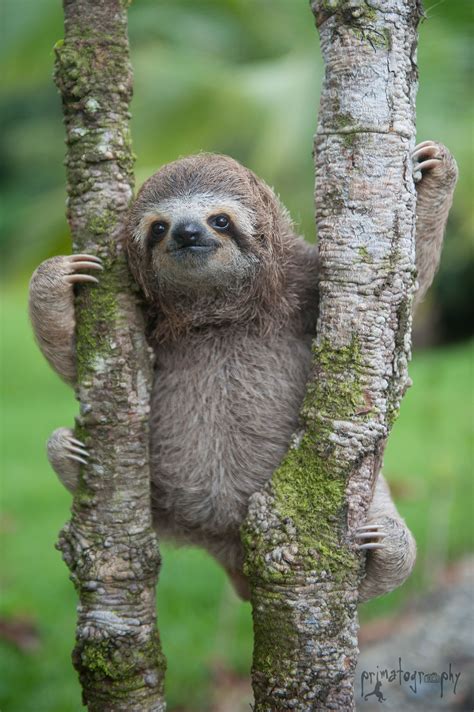 Rainforest Animals Sloth Facts Rainforest Animal