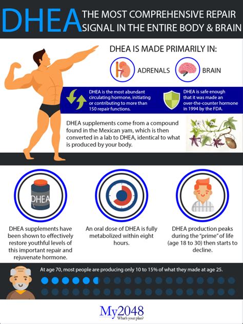 My Com Has Just Released A Dhea Infographic That Explains The Importance Of Dhea For