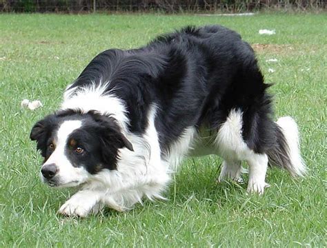Border Collie Information Pictures And Videos Dbs Dog Breeds