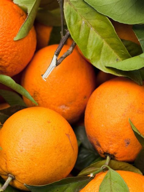 9 Types Of Oranges You Should Know About