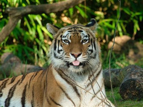 Los tigres no son felinos National Geographic explica tu confusión